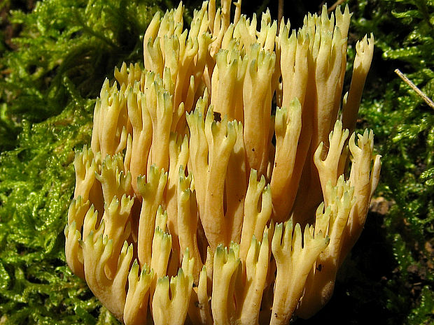 strapačka Ramaria apiculata (Fr.) Donk