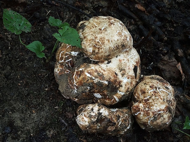 bielohľuzovka obyčajná Choiromyces meandriformis Vittad.