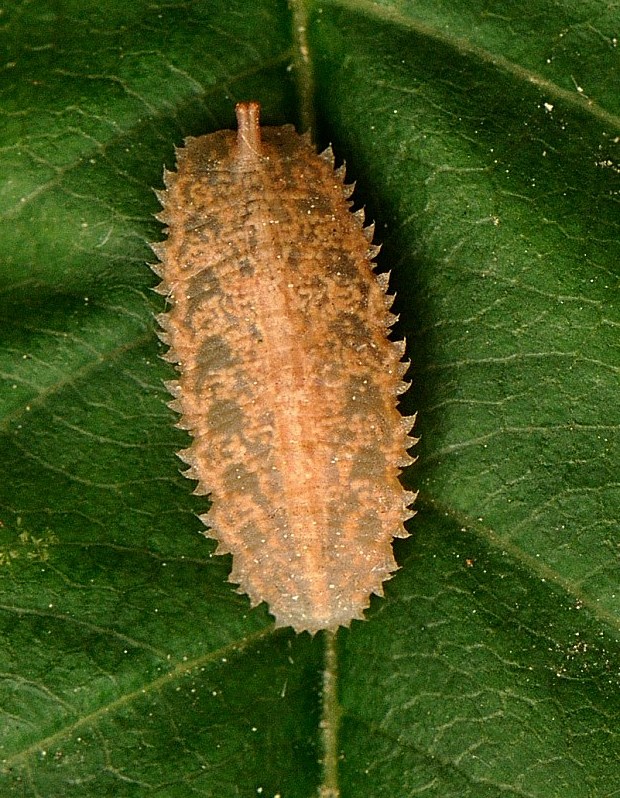 larva pestrice Epistrophe sp.larva