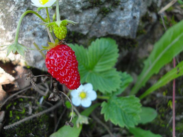 jahoda obyčajná Fragaria vesca L.