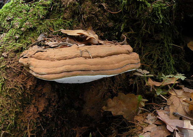lesklokôrovka plochá Ganoderma applanatum (Pers.) Pat.