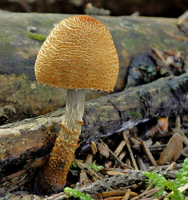 zrnivka okrová Cystoderma amianthinum (Scop.) Fayod