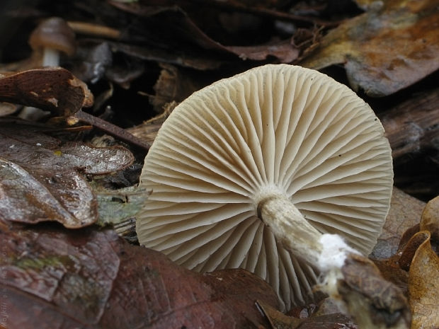 sivolupeňovka Tephrocybe cf. boudieri (Kühner & Romagn.) Derbsch