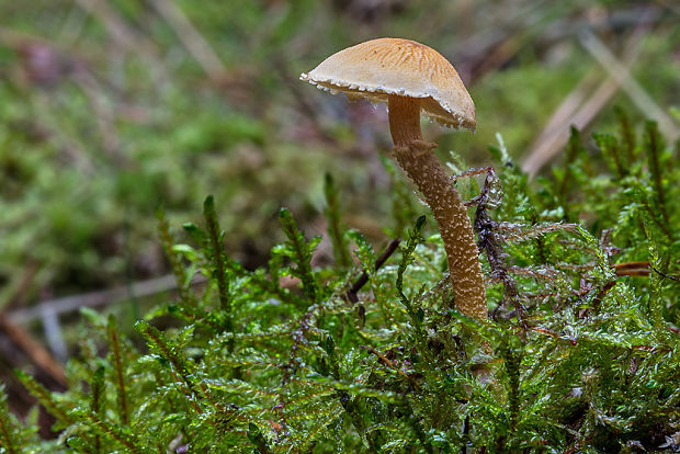 zrnivka okrová Cystoderma amianthinum (Scop.) Fayod