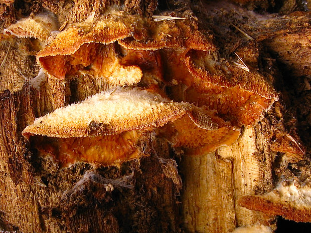 drevomorka rôsolovitá/dřevokaz rosolovitý Phlebia tremellosa (Schrad.) Nakasone & Burds.