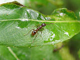 mravec otrokársky / mravenec otrokářský