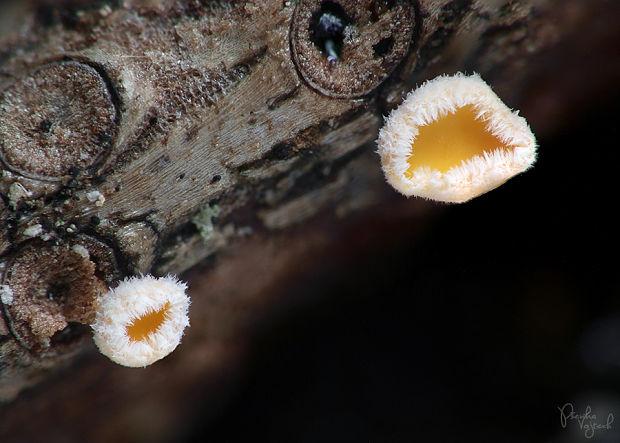 vlnuška Lachnellula calyciformis (Willd.) Dharne