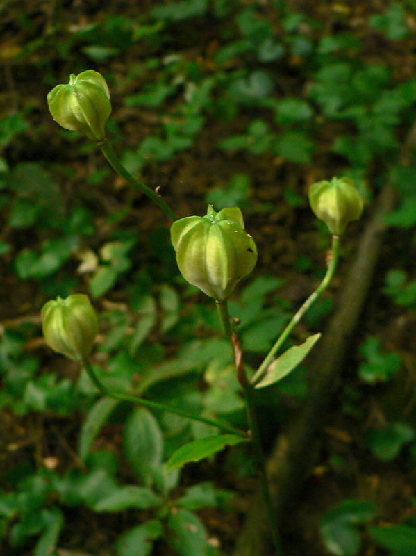 ľalia zlatohlavá - plody Lilium martagon L.