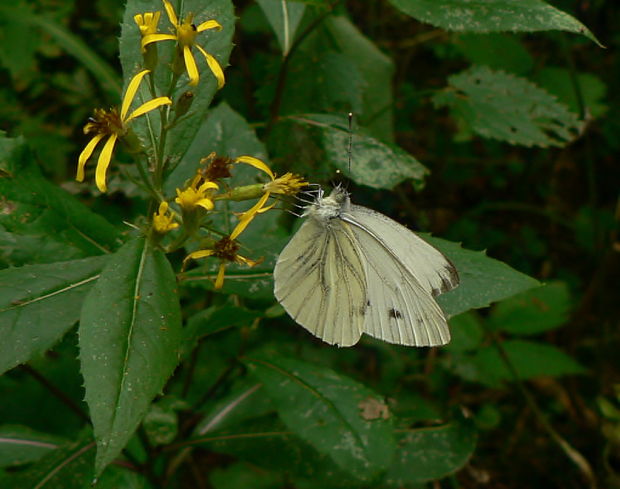 mlynárik repkový - bělásek řepkový Pieris napi L., 1758