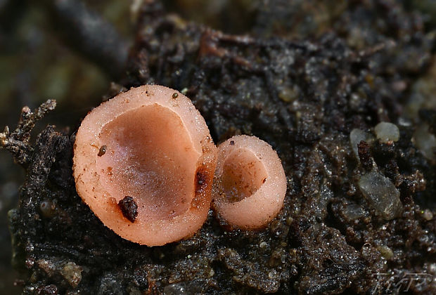 ružovka vretenovitovýtrusná  Rhodoscypha ovilla (Peck) Dissing & Sivertsen
