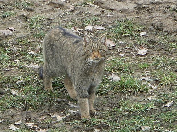 mačka divá / kocúr v čižmach Felis silvestris