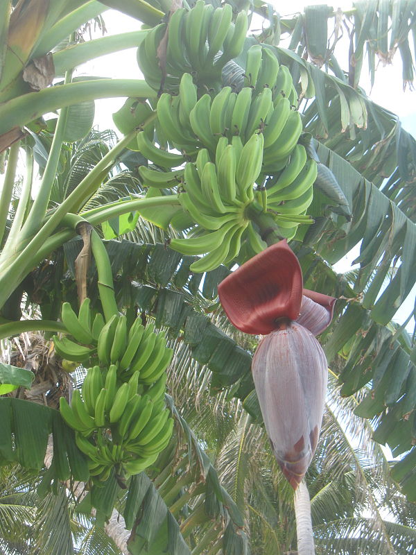 Bananovnik Musa sp.
