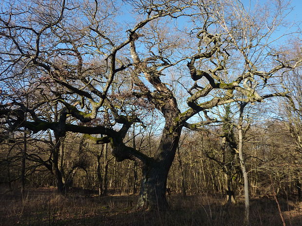 dub letný Quercus cf. obur L.