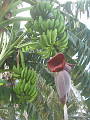 Bananovnik