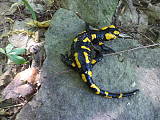 salamandra skvrnita
