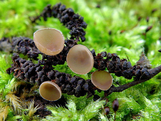jahňadka liesková Ciboria coryli (Schellenb.) N.F. Buchw.