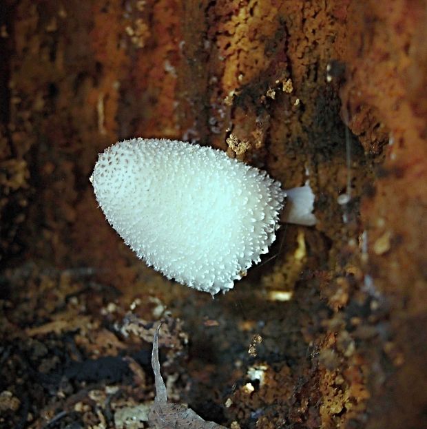 hnojník dutinový Coprinopsis mitraespora (Bohus) L. Nagy, Vágvölgyi & Papp
