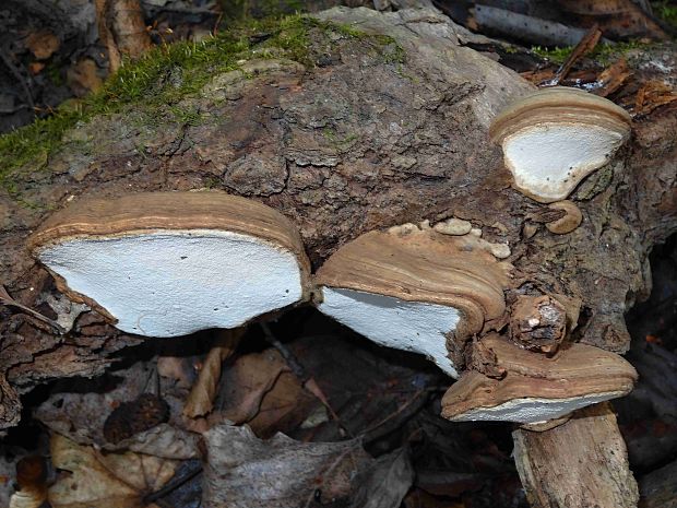 lesklokôrovka plochá Ganoderma applanatum (Pers.) Pat.