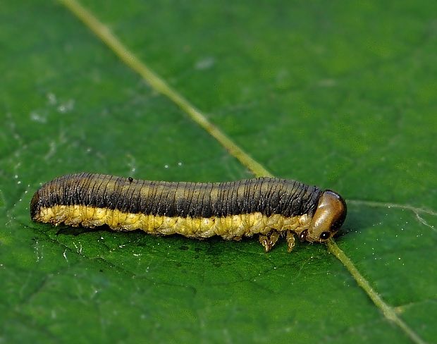 larva Tenthredinidae sp.