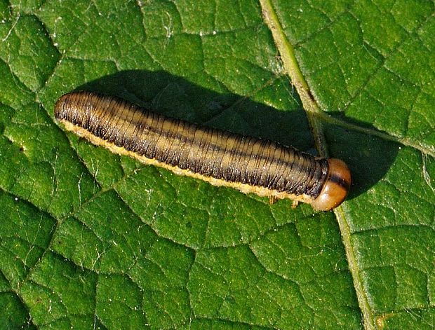 larva Tenthredinidae sp.