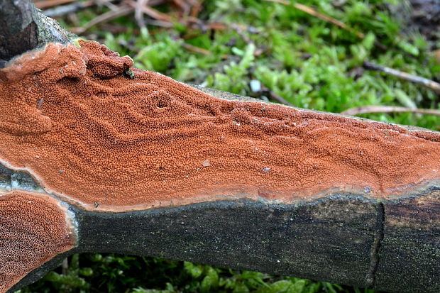 slizopórovka radová Meruliopsis taxicola (Pers.) Bondartsev