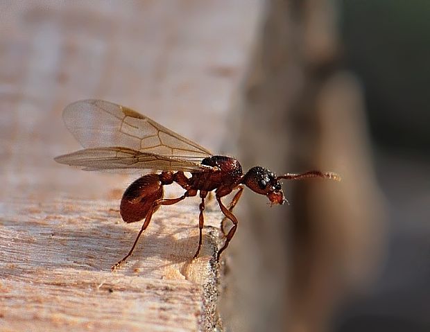 mravec Formicidae sp.