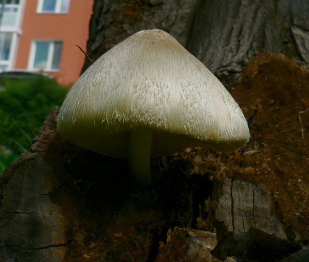 pošvovec stromový - kukmák bělovlnný Volvariella bombycina (Schaeff.) Singer