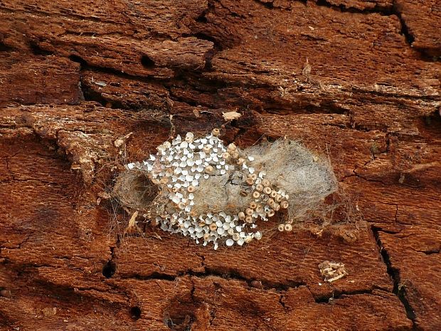 štetinavec trnkový Orgyia antiqua Linnaeus, 1758