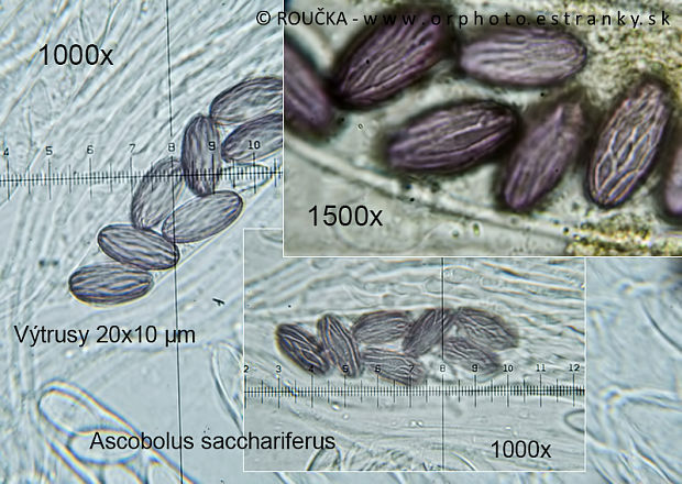 askobol zrniečkatý Ascobolus sacchariferus Brumm.