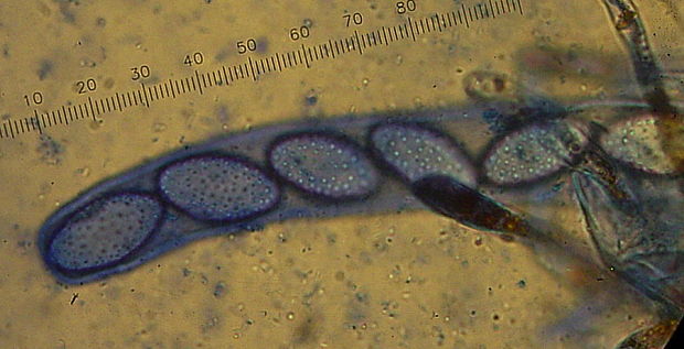 neotielka živá Neottiella vivida (Nyl.) Dennis