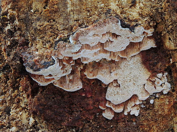 voskopórovček plavý Ceriporiopsis gilvescens (Bres.) Domański