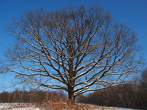 dub zimný Quercus petraea (Matt.) Liebl.