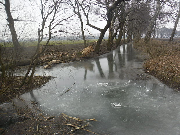 ramená rieky Nitra