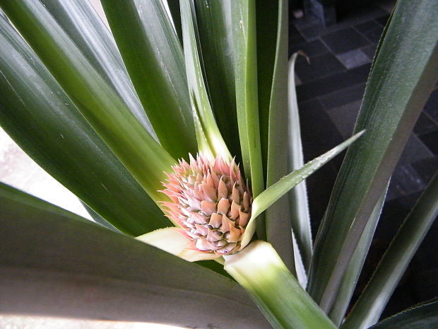 ananasovník Ananas comosus
