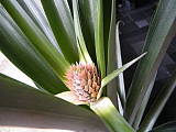ananasovník