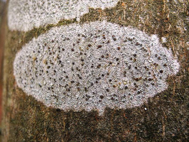 lekanora severská Lecanora circumborealis