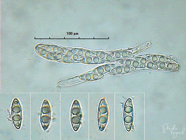 kvapka Octospora coccinea   (P. Crouan & H. Crouan) Brumm.