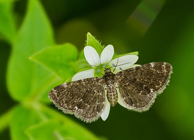 kvetnatka makkuľová Eupithecia pygmaeata