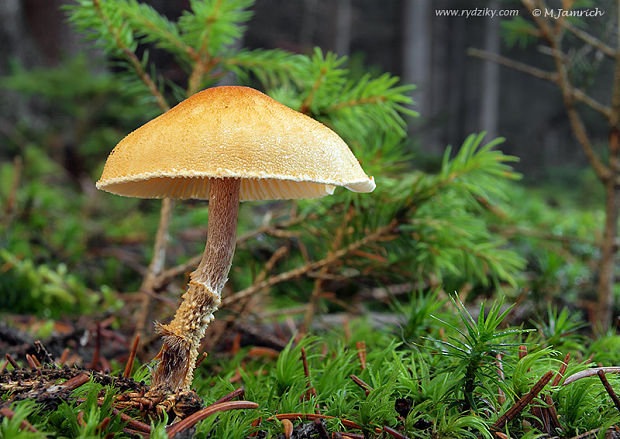 zrnivka okrová Cystoderma amianthinum (Scop.) Fayod