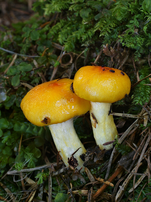 šťavnačka úhľadná Hygrophorus speciosus Peck