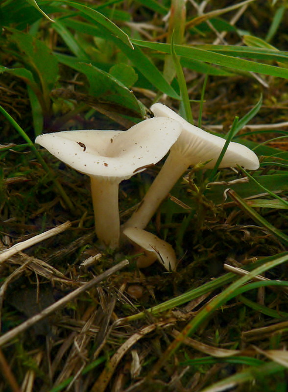 strmulka Clitocybe cf. candicans