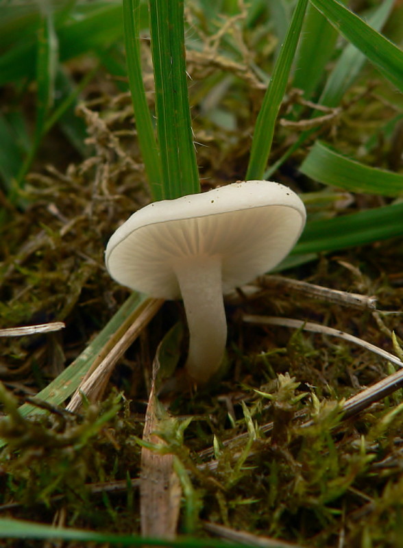 strmulka Clitocybe cf. candicans