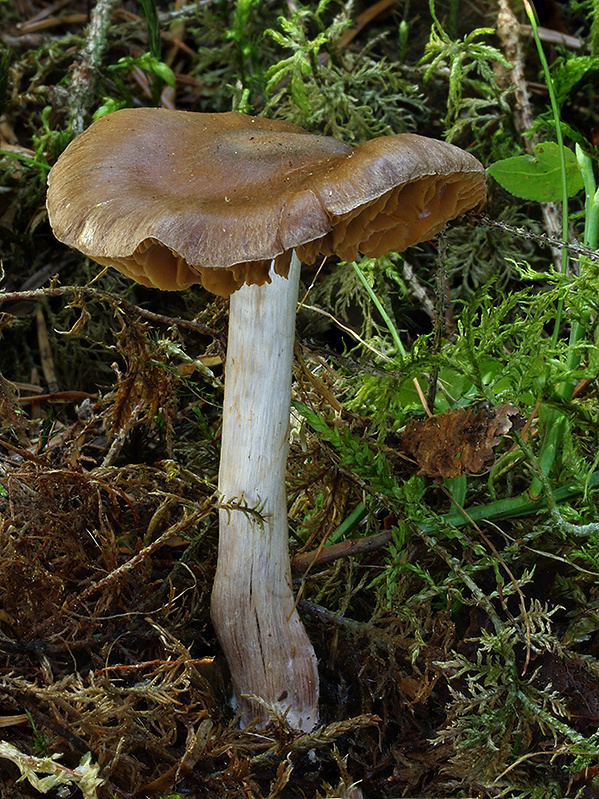 pavučinovec ružovobázový Cortinarius roseobasilis Ammirati, Beug, Liimat., Niskanen & O. Ceska