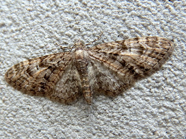 kvetnatka Eupithecia abbreviata c.f.
