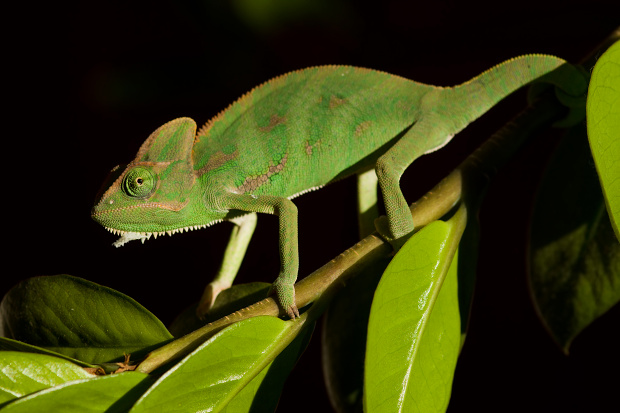 chameleon jemenský Chamaeleo calyptratus