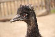 emu hnedý
