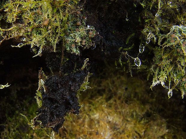 napúchavec lalôčkatý  Scytinium lichenoides (L.) Otálora, P.M. Jørg. & Wedin