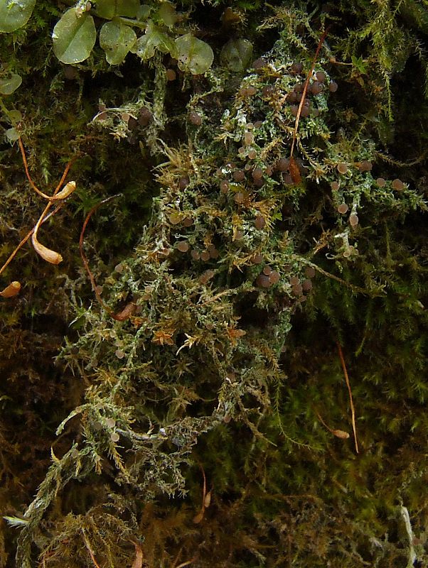 hubovnica piesková Bilimbia sabuletorum (Schreb.) Arnold