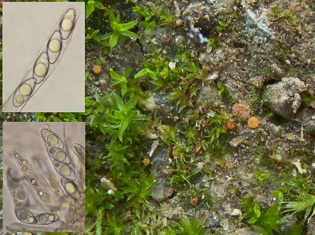 kvapka prútniková štvorvýtrusná Octospora gemmicola var. tetraspora Benkert