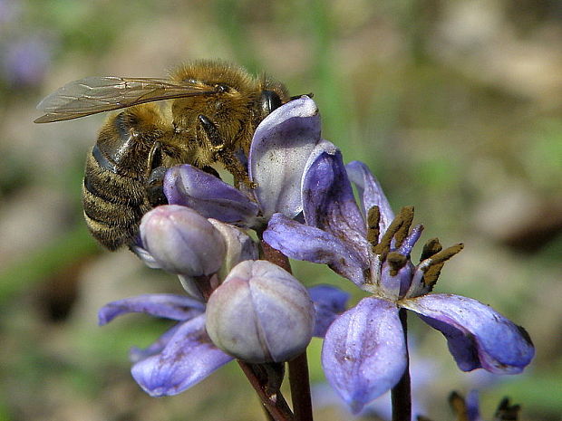 včela medonosná Apis mellifera  L., 1758